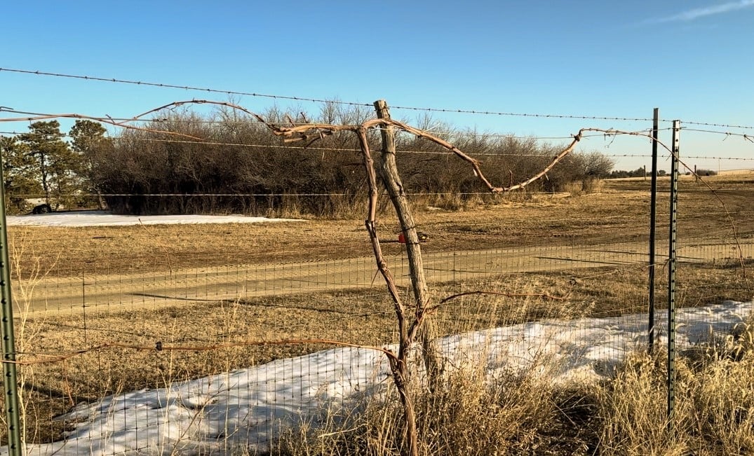 How To Prune Grapevines Four Arm Kniffin System Wagon Wheel Homestead