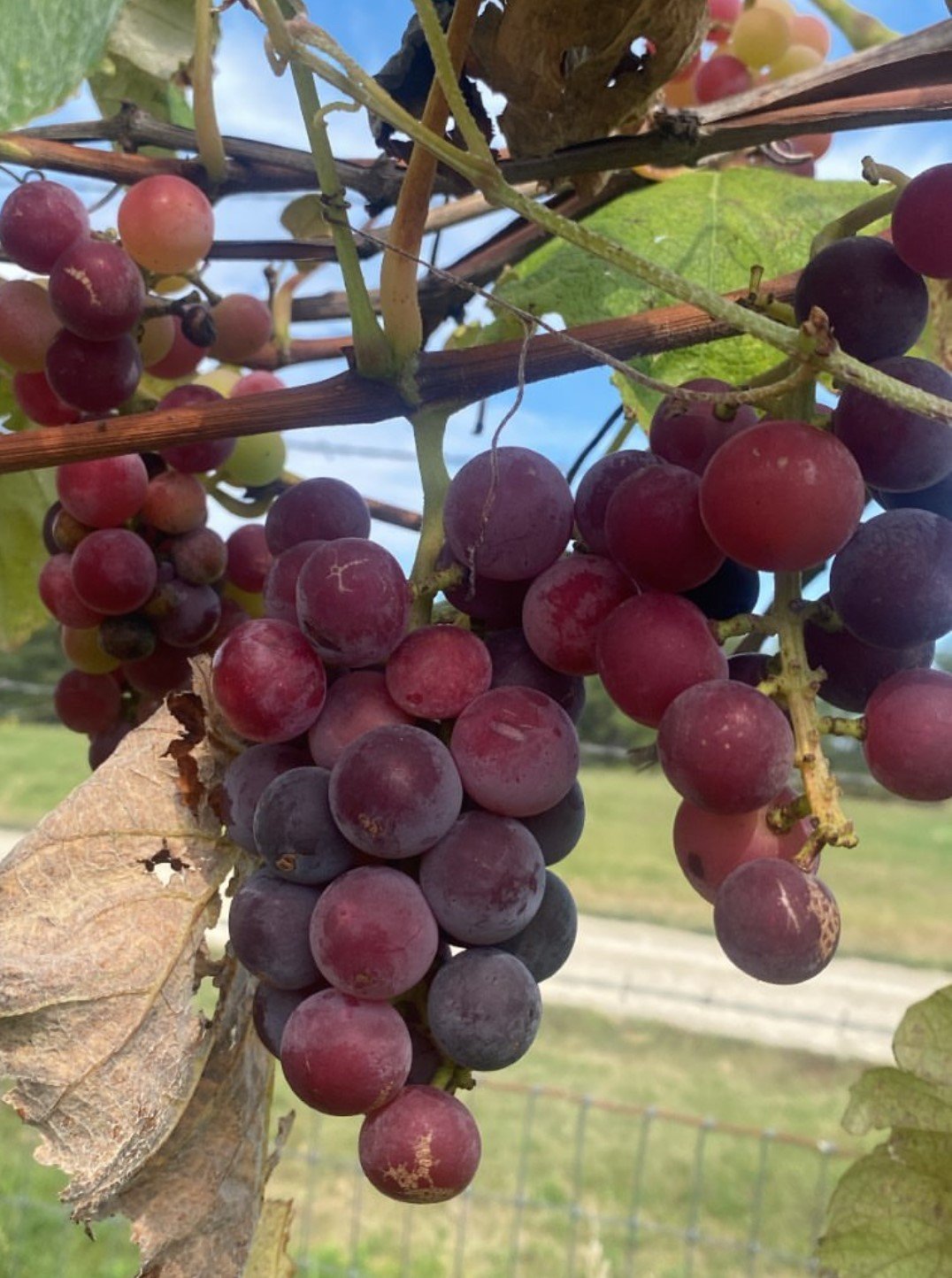 How To Prune Grapevines Four Arm Kniffin System Wagon Wheel Homestead