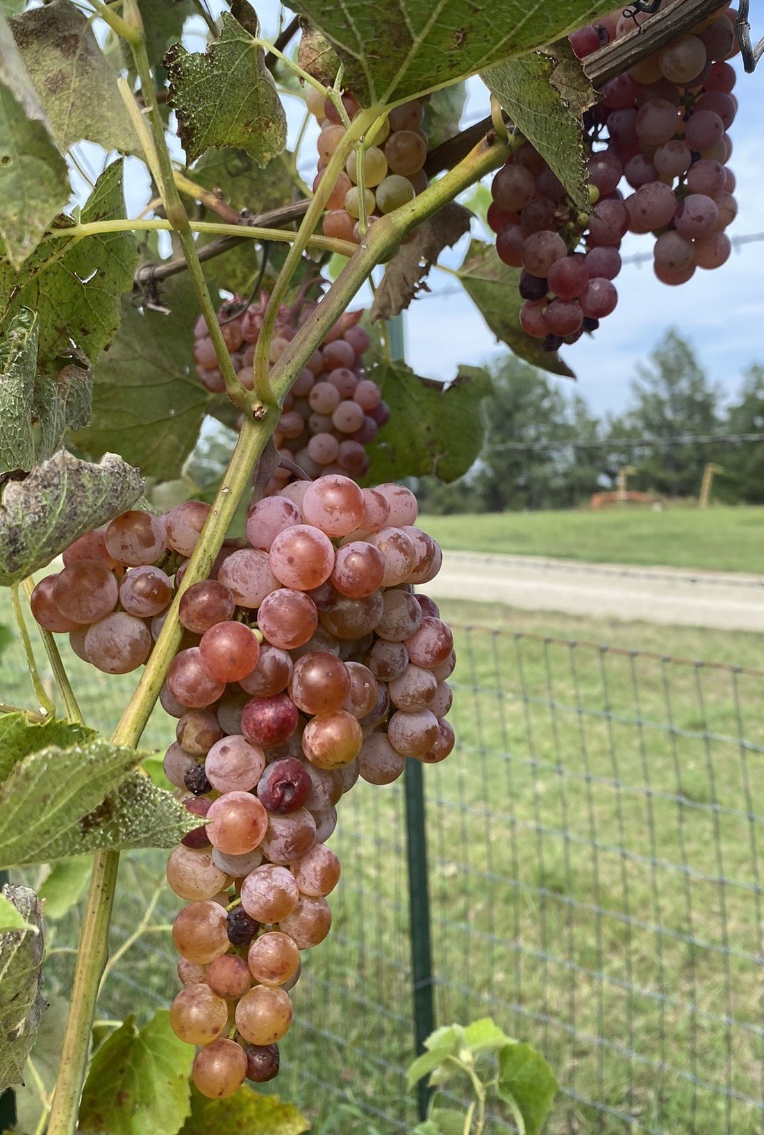How To Prune Grapevines Four Arm Kniffin System Wagon Wheel Homestead