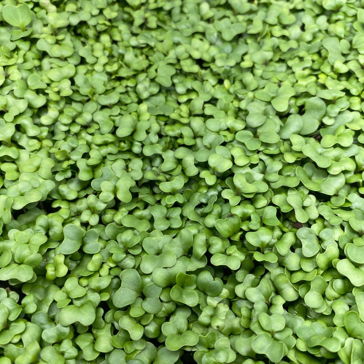 broccoli microgreens