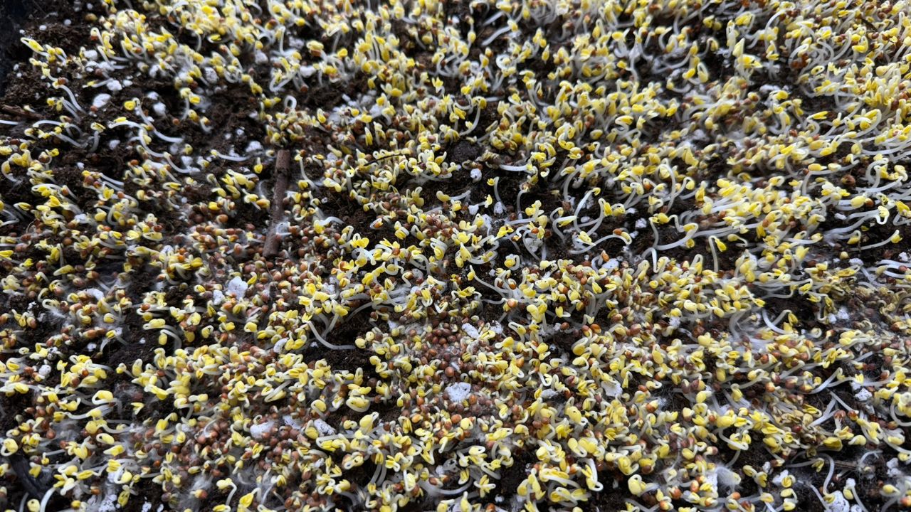 broccoli microgreens coming out of germination