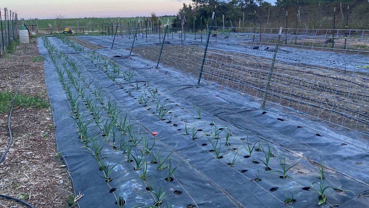 Budget Friendly Diy Indoor Seed Starting Setup Homesteading