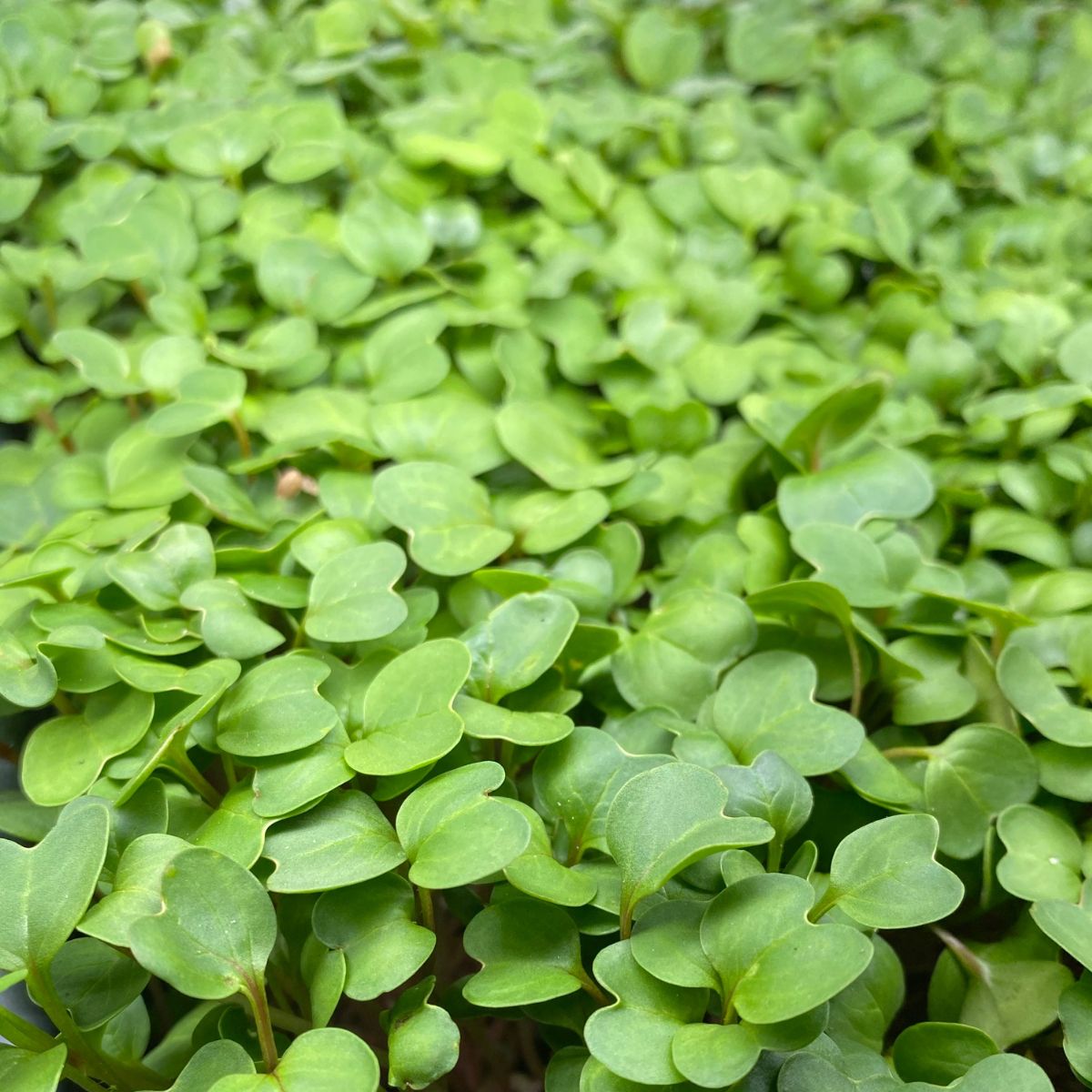 radish microgreens