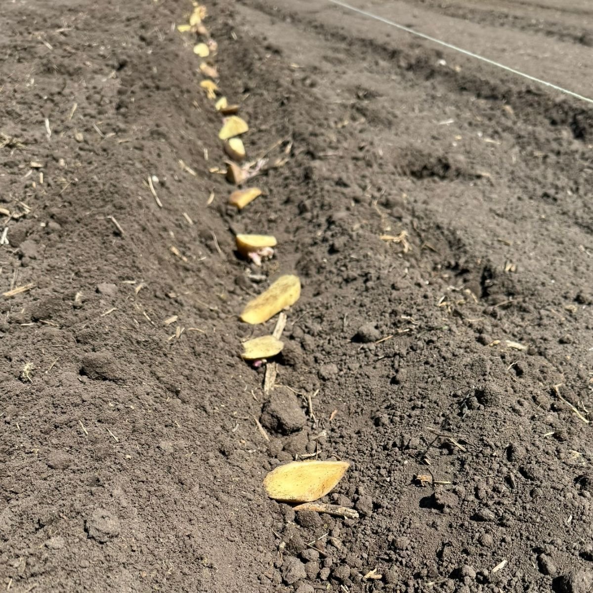 How To Prune Grapevines Four Arm Kniffin System Wagon Wheel Homestead