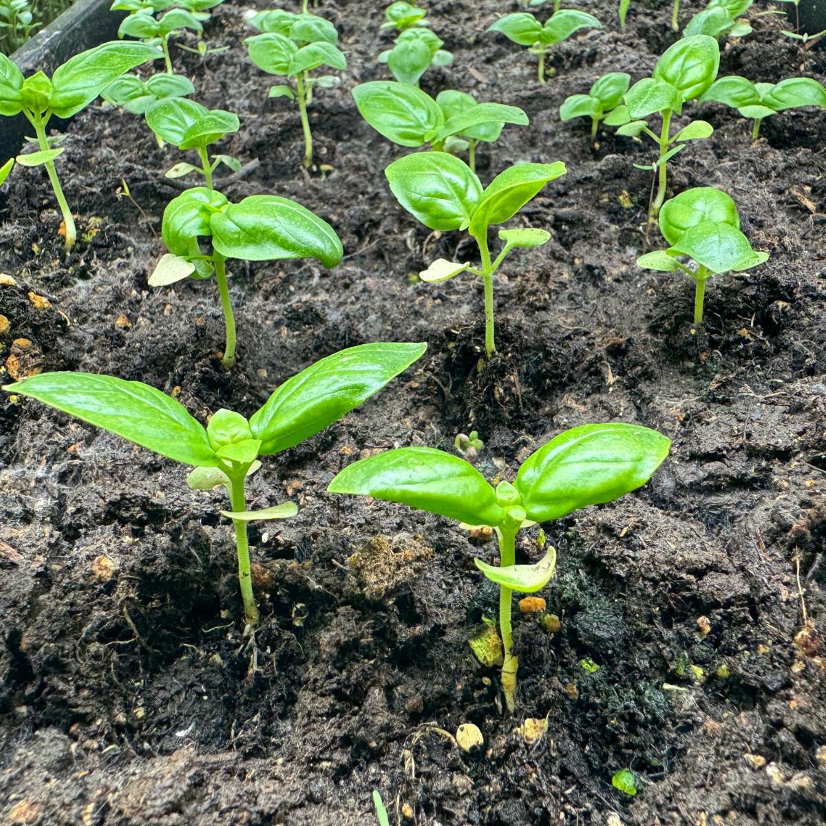 How To Prune Grapevines Four Arm Kniffin System Wagon Wheel Homestead