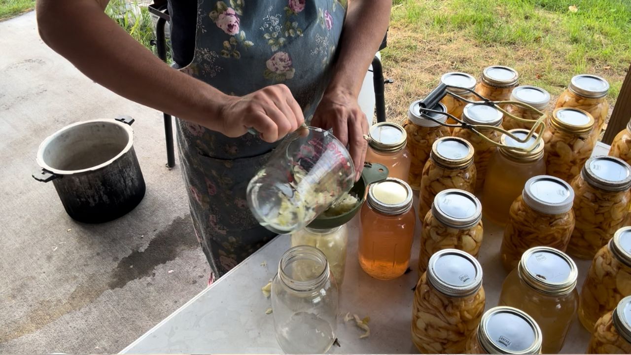 canning homemade sauerkraut