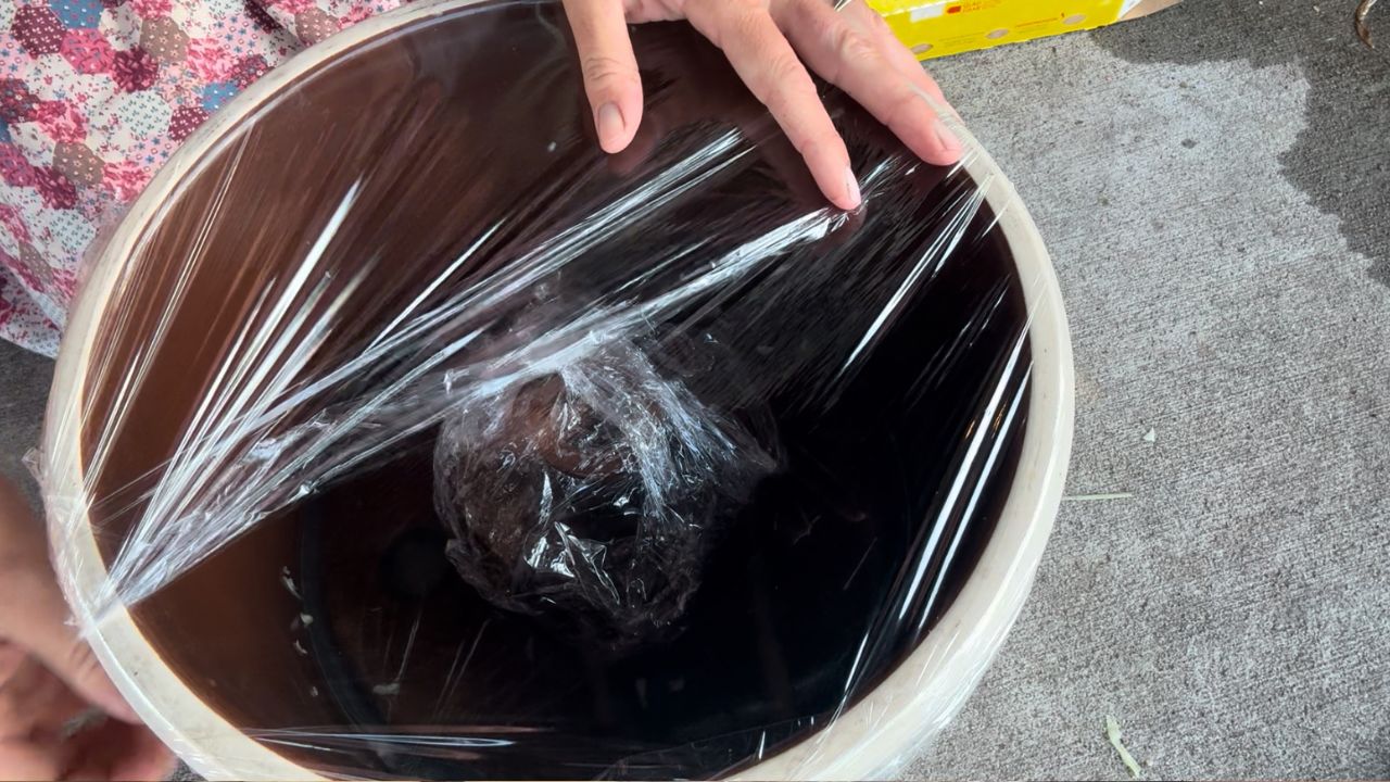 covering homemade sauerkraut with plastic