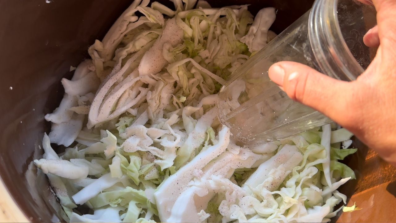 stomping cabbage for homemade sauerkraut