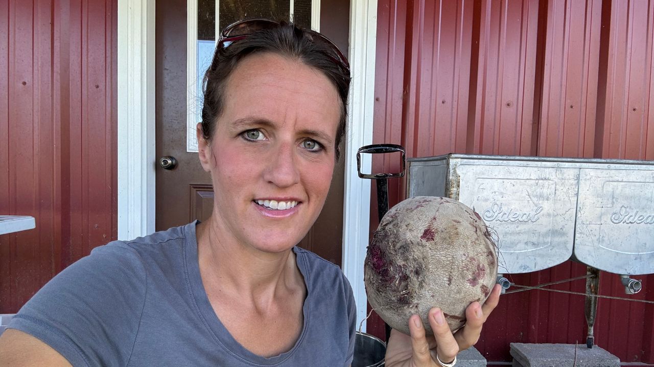 growing beets from seed to harvest