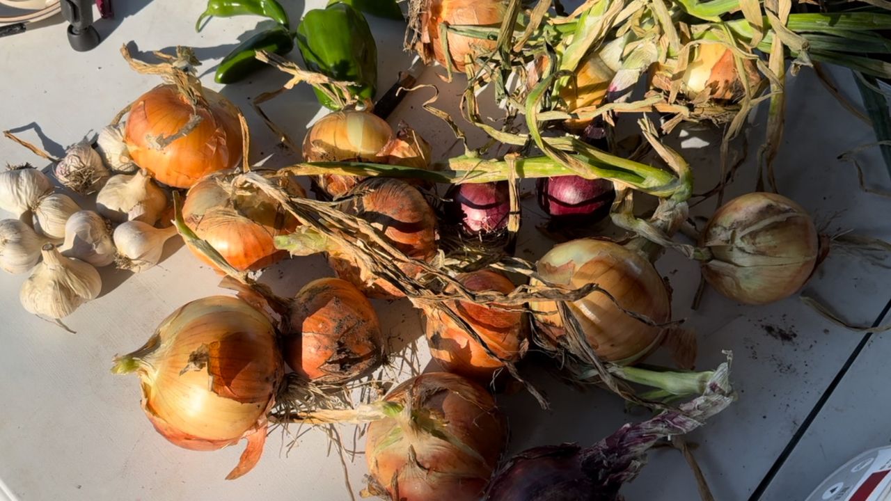 onions and garlic for homemade spaghetti sauce
