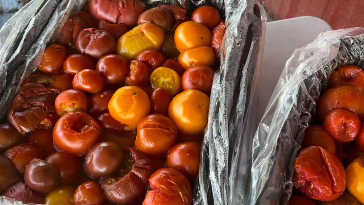 tomatoes in roasters for homemade spaghetti sauce