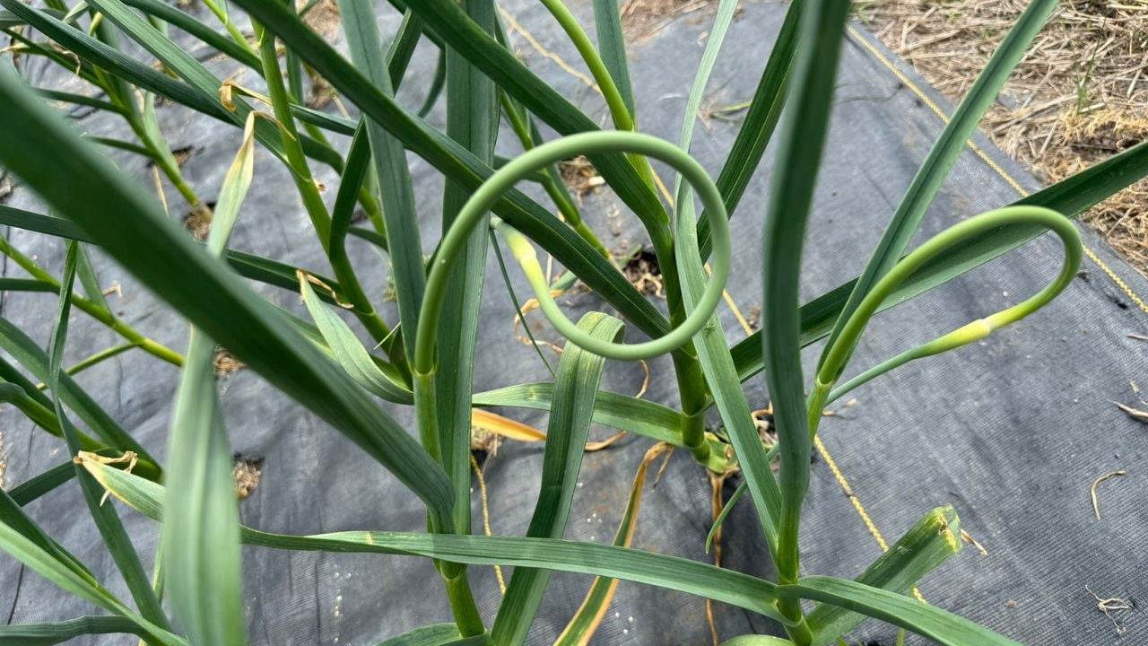 curled garlic scapes