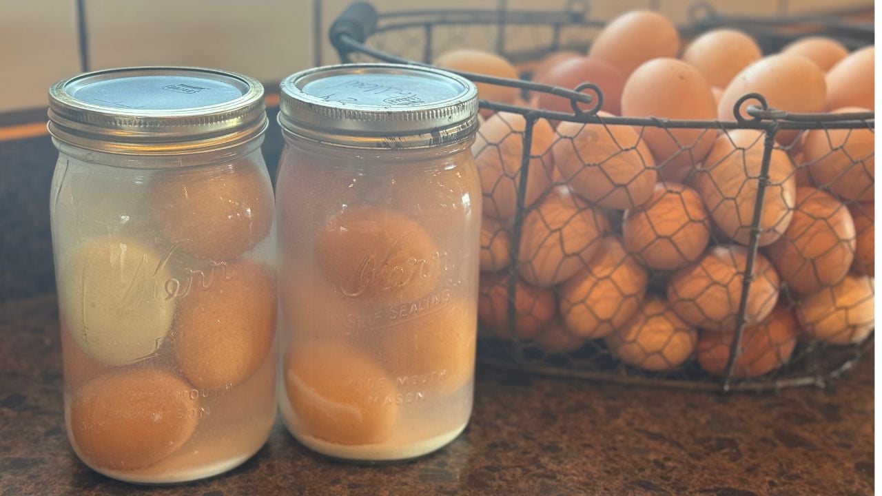 jars of water glassed eggs