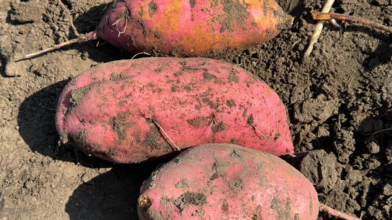 large sweet potatoes