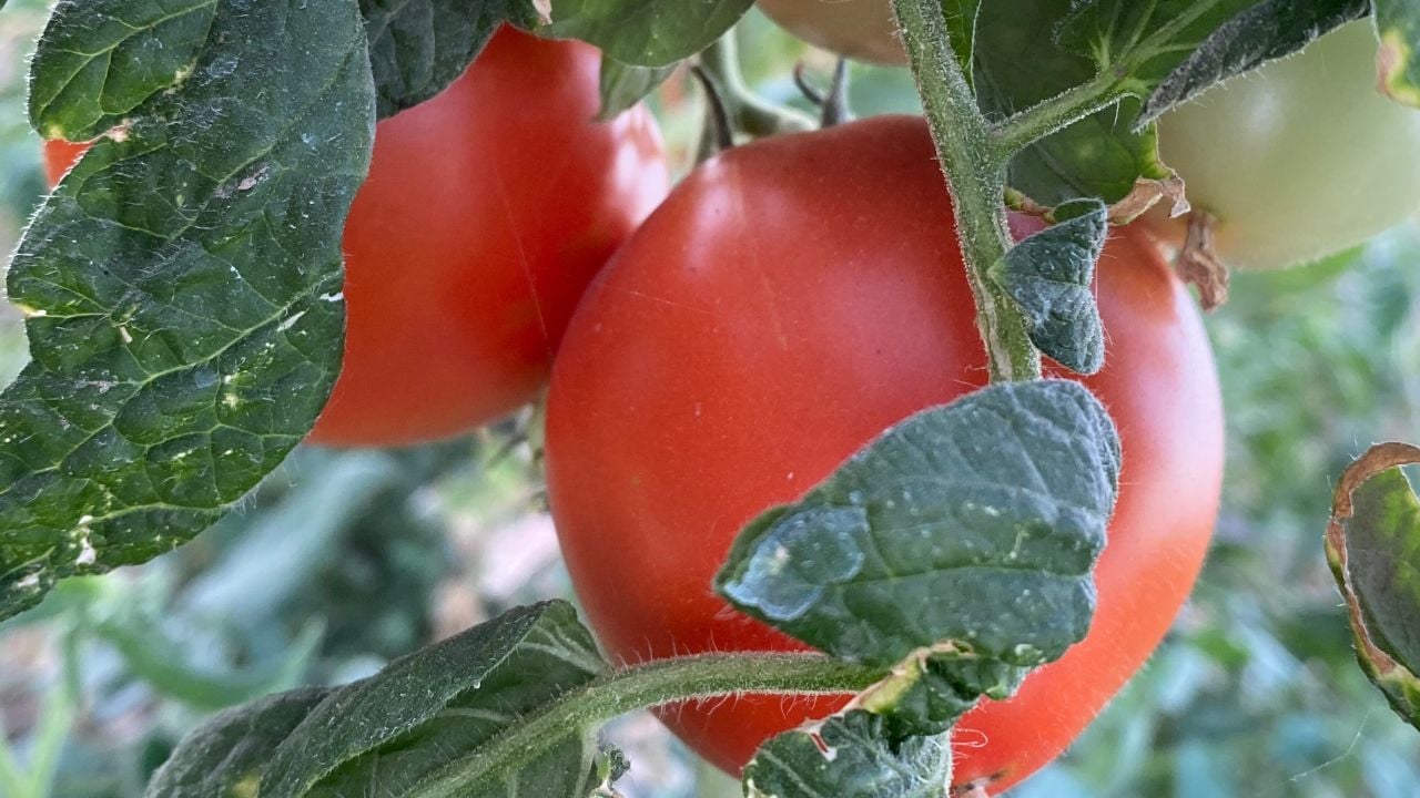ripe tomatoes on the vine